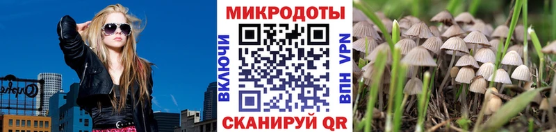 магазин продажи   Райчихинск  Псилоцибиновые грибы Psilocybine cubensis 